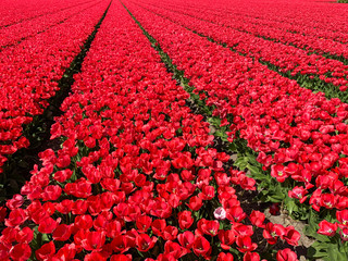 Tulip field in holland on a sunny day