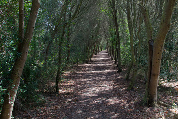 Walkway entering into the forest