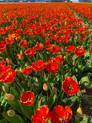 Tulip field in holland on a sunny day