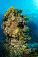 typical red sea coral structure with anthias fish