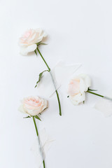 Three roses attached to the white wall with tape. Creative concept flowers.