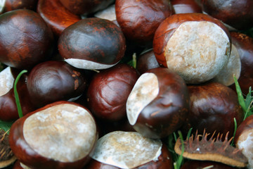 castaña