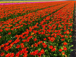 Tulip field in holland on a sunny day