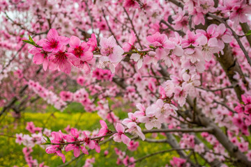 Peach and apple trees have just blossomed.Pink and white flowers blooming in spring-Close Up