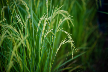 Jasmine rice ears are emerging green and beautiful. Pictures for your business