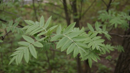 green leaves of a tree