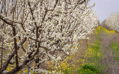 Peach and apple trees have just blossomed.Pink and white flowers blooming in spring.
