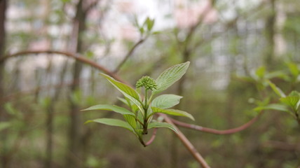 spring in the forest