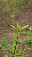 young green plant