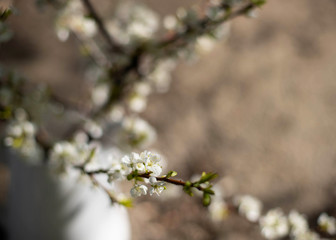 white flowers in spring
