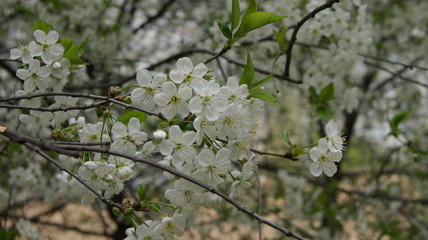 blooming cherry tree