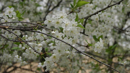 cherry blossom in spring