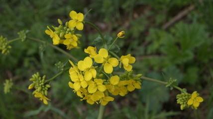 celandine in the spring