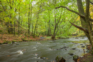 landscape with forest and a river in front. beautiful scenery, selective focus, long exposure