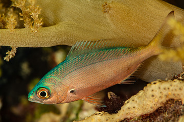 undetermined young juvenile coral bream - obrazy, fototapety, plakaty