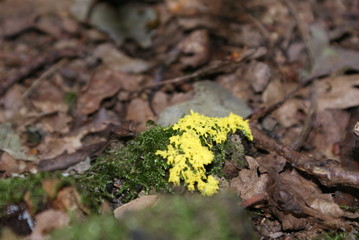 Moss and fallen leaves 