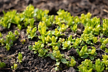 Fresh green plants grows in the garden on the soil