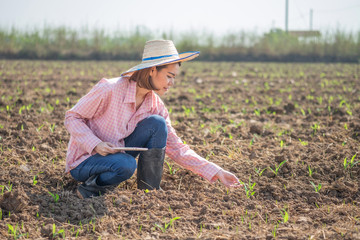 Naklejka na ściany i meble Asian farmer woman wear pink shirt and hat holding tablet plant corn at farm