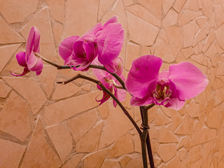 pink orchid on brown background