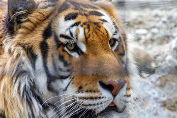 portrait of a tiger