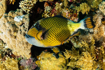 Naklejka na ściany i meble large titan triggerfish fish on reef
