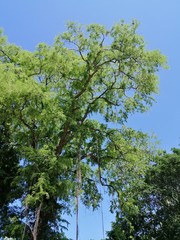 Morning Tamarind Tree