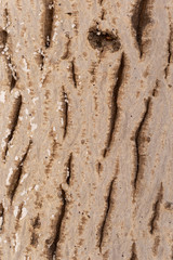 Tree bark texture