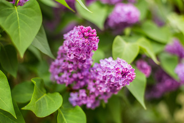 purple bush of blooming lilac in a park area close-up with blur