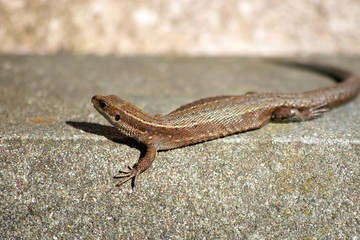 A brown lizard is lying on a rock
