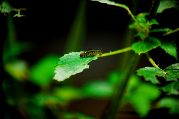 green fern leaf