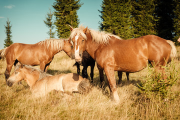 horses in the meadow