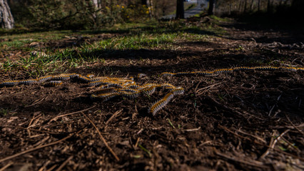 Processional caterpillars, dirt soil, green grass, road.