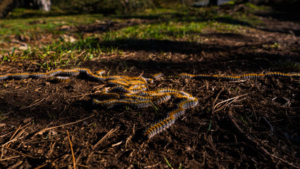 Processional caterpillars on dirt soil, green grass, dry bush twigs.