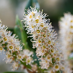 Cherry Laurel in flower