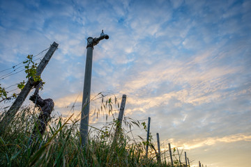 Water tap in vineyard with clouds in the sky