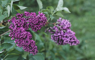 bunch of lilacs on a bush in the garden