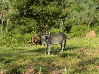 donkey in the field