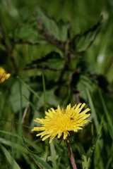 Löwenzahl, Pusteblume