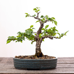Chinese elm bonsai tree