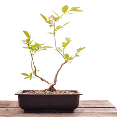 Blueberry bonsai tree