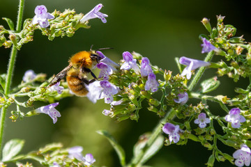 bee on a flower