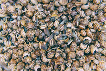 Live fresh shelled snails closeup vintage style. Used for snail soup. 