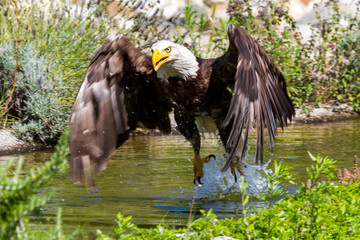 american bald eagle