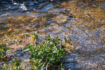 ウォーターミント