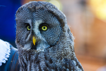 great grey owl