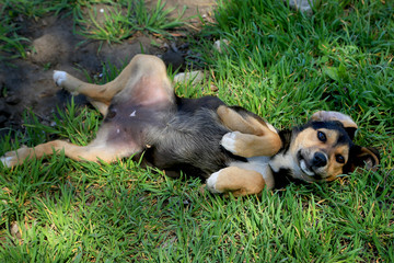 
The red-black and white puppy tumbles for joy on the green grass in the yard. Puppy mongrel. Caring for homeless animals. A game.