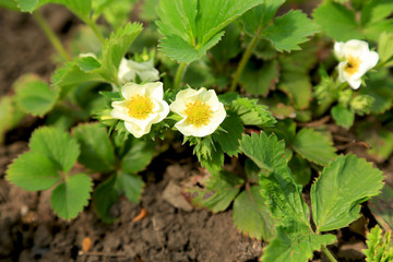 Flowering strawberry bushes in the garden. Growing Strawberries. Agriculture. Farming. Green bush...
