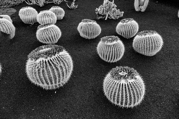  pile of Echinocactus grusonii, cactus typical of southern hemisphere countries