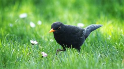 Fototapeta premium black bird