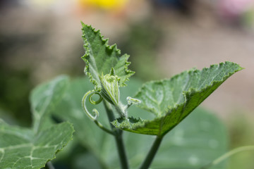 Green leaf of Yellow pumpkin plant